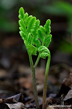 Early sterile frond and sporophore